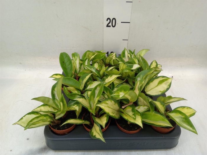 <h4>Hoya carnosa 'Tricolor'</h4>