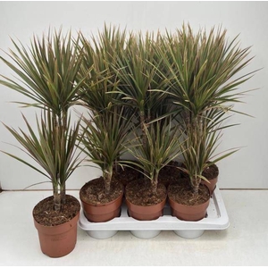Dracaena marginata Bicolor 17Ø 70cm 2pp