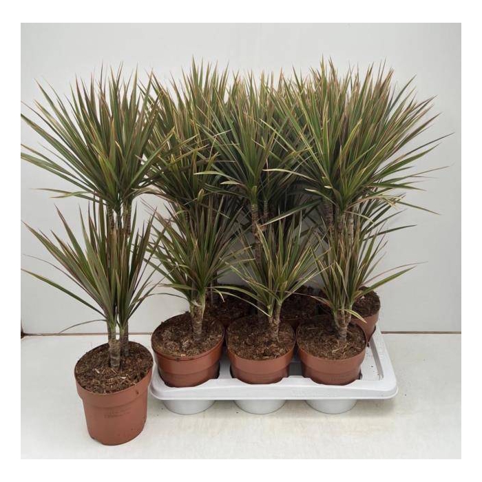 <h4>Dracaena marginata Bicolor 17Ø 70cm 2pp</h4>