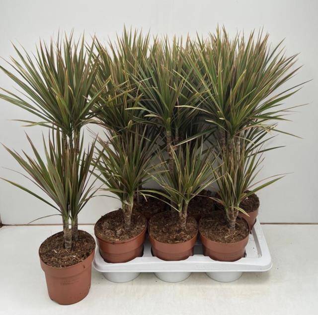 Dracaena marginata Bicolor 17Ø 70cm 2pp