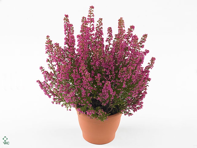 Erica gracilis 'Bea Queen Sofie'