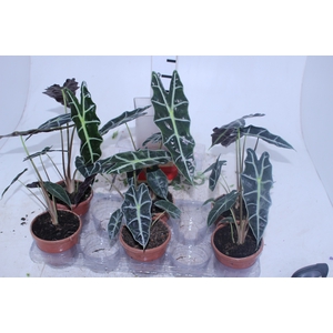 ALOCASIA AMAZONICA P12