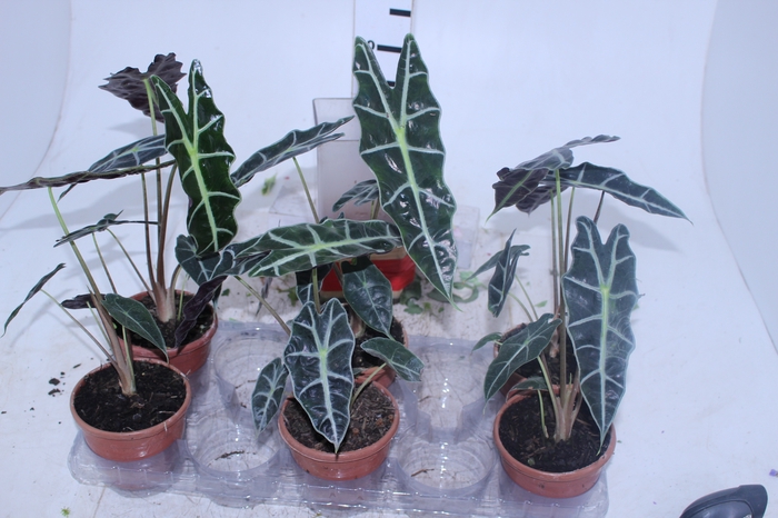 ALOCASIA AMAZONICA P12