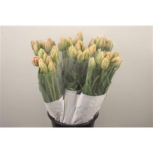 Tu Du Fr Swarovski Double