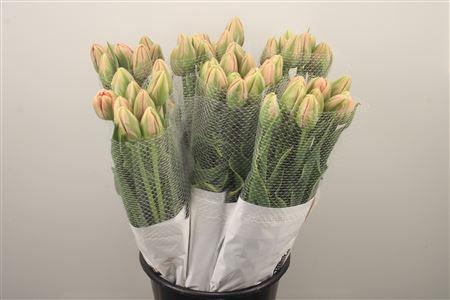 <h4>Tu Du Fr Swarovski Double</h4>