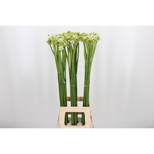 Ornithogalum Saundersiae