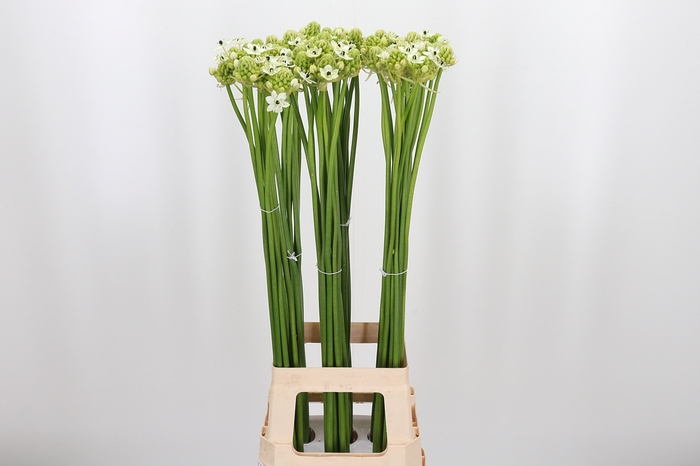 <h4>Ornithogalum Saundersiae</h4>