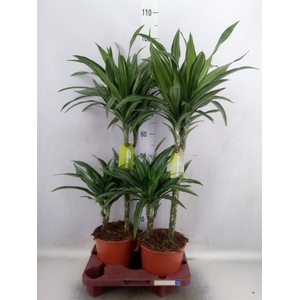 Dracaena fr de 'Ulises'