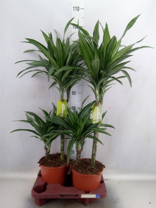 Dracaena fr de 'Ulises'