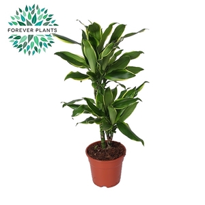 Dracaena Golden Coast p17, 30-10