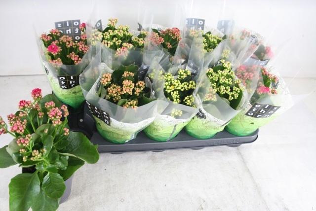 <h4>KAL GE GEM 5 KL</h4>