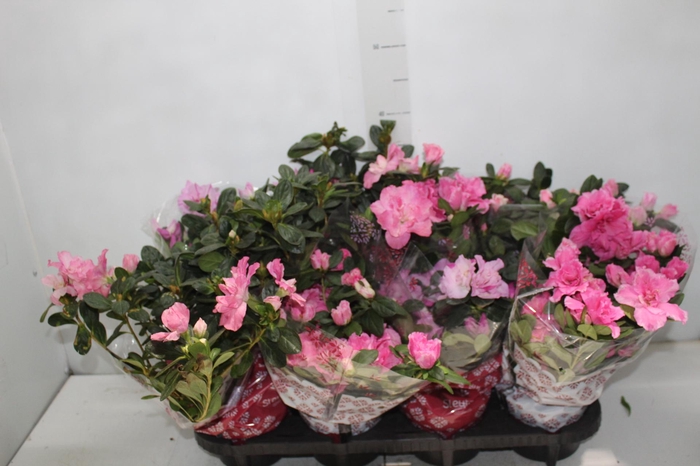 <h4>AZALEIA P14</h4>