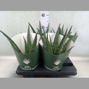 Aloe   ...mix