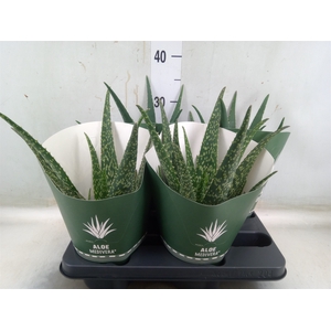 Aloe   ...mix