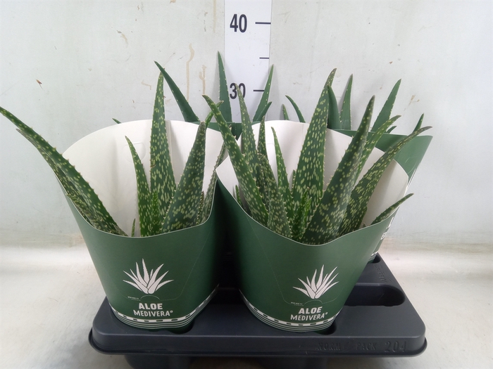 <h4>Aloe   ...mix</h4>