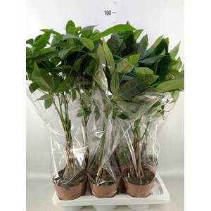 Pachira aquatica