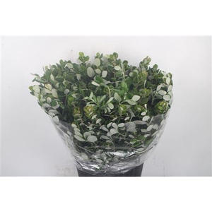 Pitto Ralphi Per Bunch Super