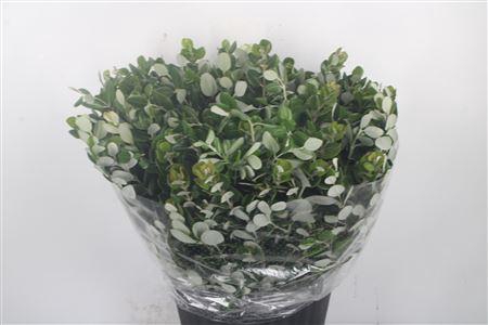 <h4>Pitto Ralphi Per Bunch Super</h4>