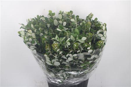 <h4>Pitto Ralphi Per Bunch Super</h4>