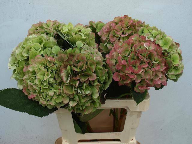 <h4>HYDR M CH VERENA CL</h4>