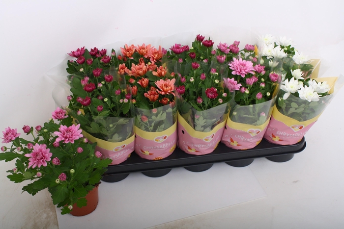 <h4>CHRYS GEVULDBL GEM</h4>