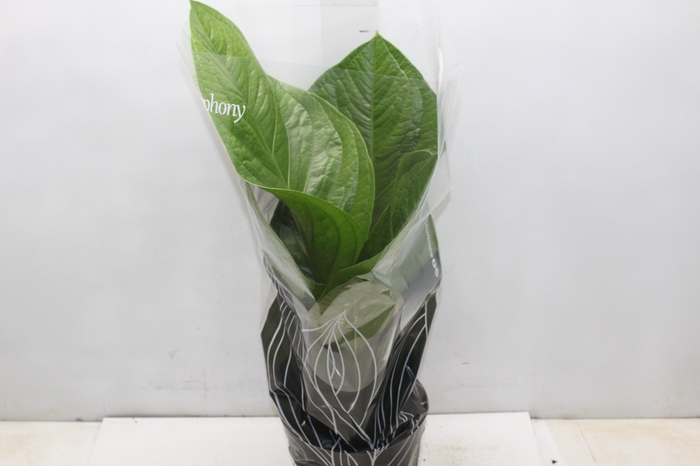<h4>ANTHURIUM JENMANII P19</h4>