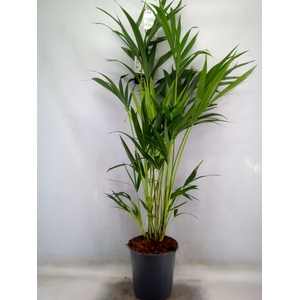 Howea forsteriana