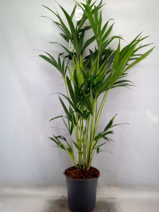 <h4>Howea forsteriana</h4>