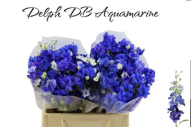 <h4>DELPH D BIJOU AQUAM</h4>