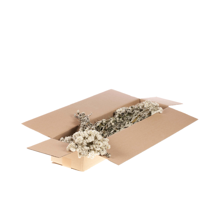 <h4>Anaphalis Sb Natural White</h4>