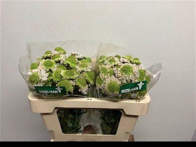 <h4>SCAB BB SCOOP FRENCH VANILLA</h4>