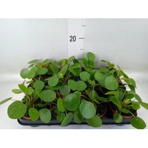 Pilea peperomioides