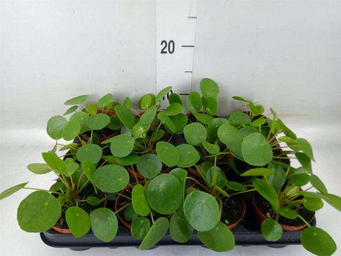 <h4>Pilea peperomioides</h4>