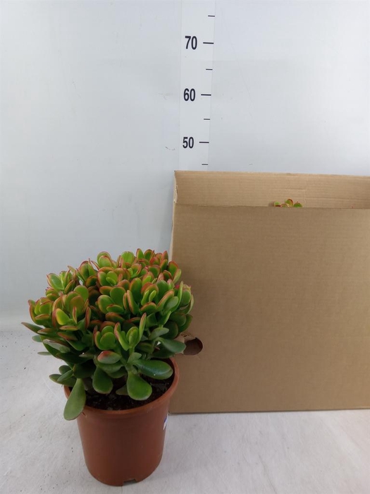 <h4>Crassula ...</h4>