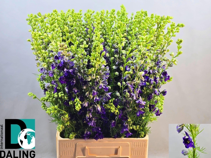 <h4>CONS R Q DARK BLUE</h4>