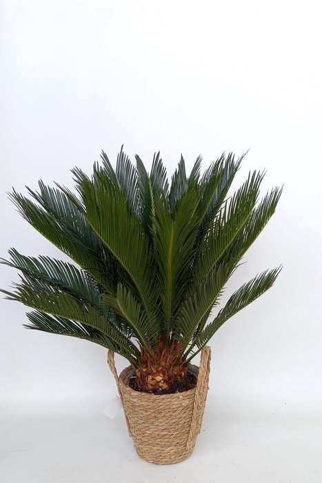 <h4>CYCAS REVOLUTA</h4>