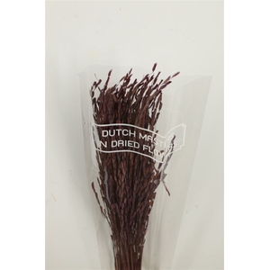 Dried Rice Oryza Purple Bunch