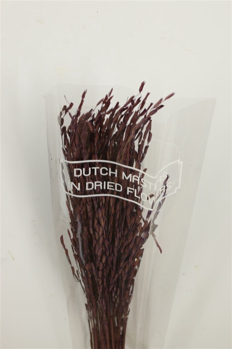 Dried Rice Oryza Purple Bunch