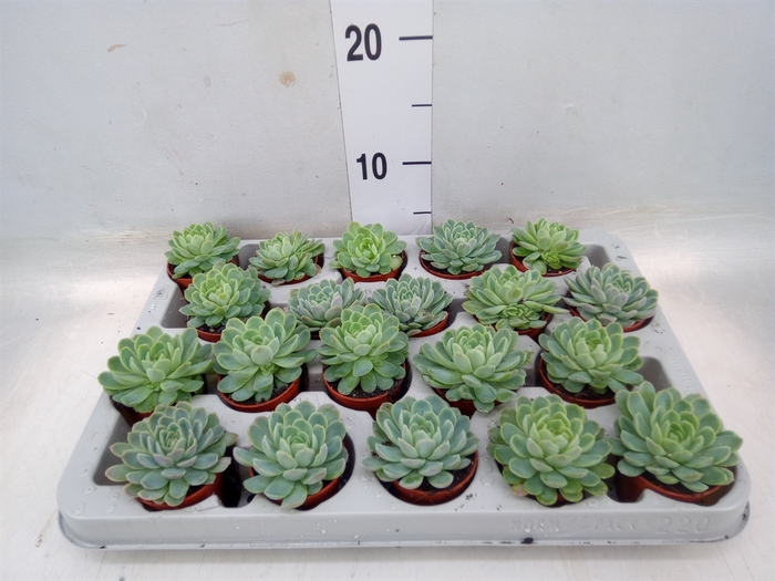 <h4>Echeveria elegans</h4>