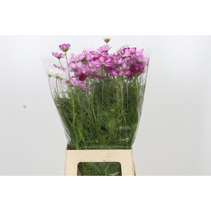 Cosmos Picotee pink