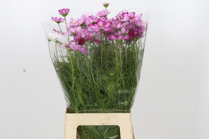 <h4>Cosmos Picotee pink</h4>