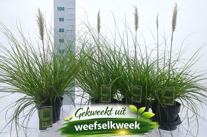 <h4>CORTA SELLOANA</h4>