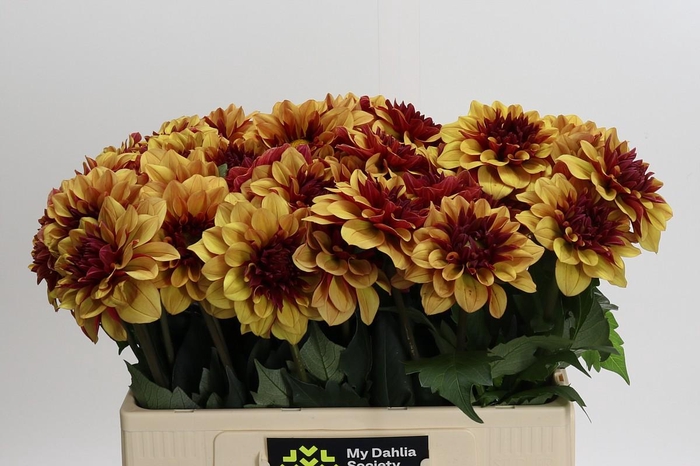 Dahlia Creme de Cognac