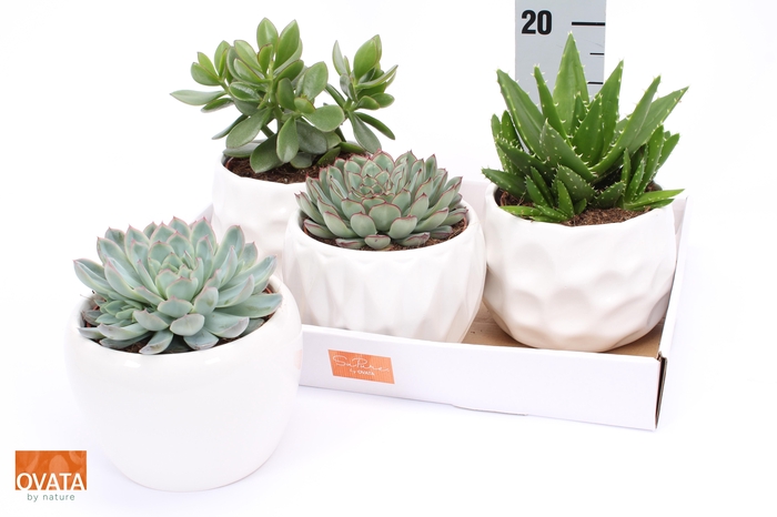 <h4>SUCC GEM 4 SRT</h4>