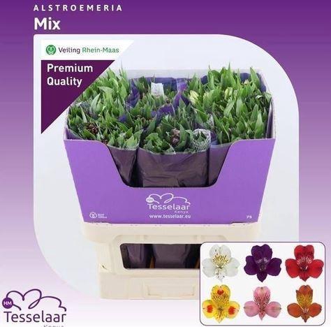 <h4>ALSTR MIX CONTAINER EX</h4>