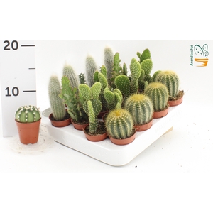 CACTUS GEM