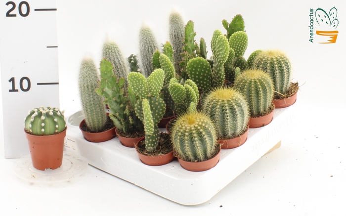 <h4>CACTUS GEM</h4>