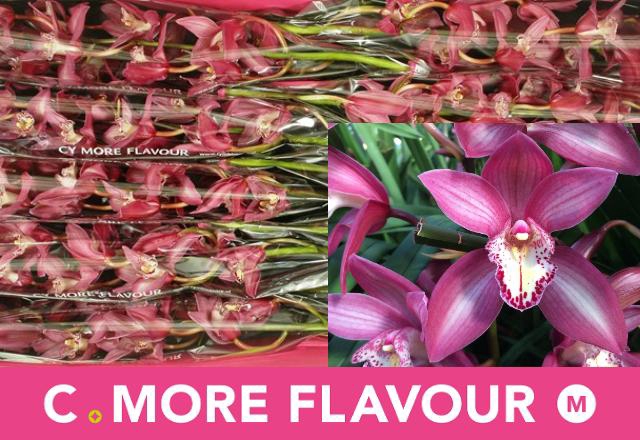 <h4>CYMB MI INA</h4>