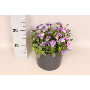 Viola cornuta 19 cm mix Sky Blue, Lavender Pink