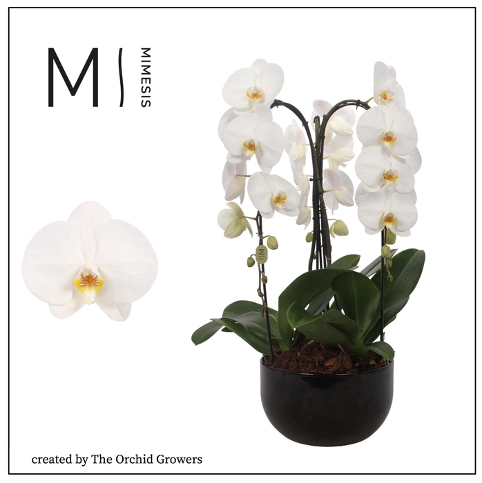 <h4>Phal Crown Wit 3 Tak Keramiek Zwart</h4>